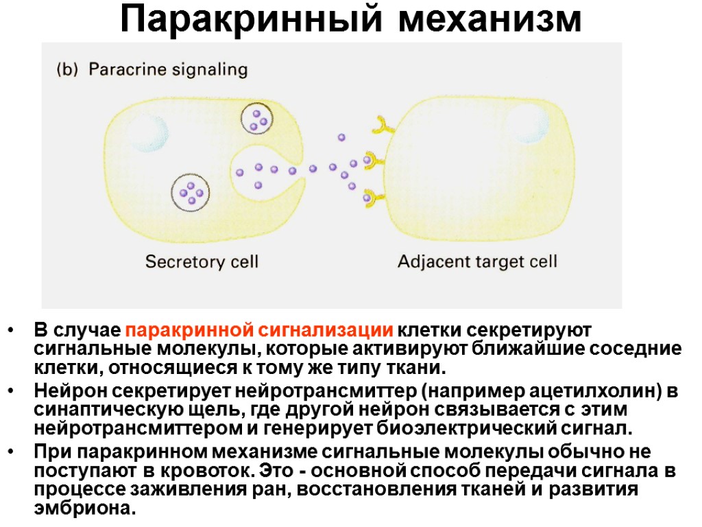 Паракринный механизм В случае паракринной сигнализации клетки секретируют сигнальные молекулы, которые активируют ближайшие соседние